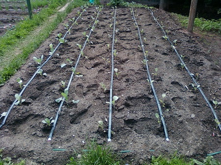 Автоматический полив на дачном участке: выбор, сравнение и особенности