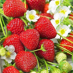 Доставка семян ягод по почте: преимущества данного способа приобретения