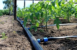 Обустройство капельного полива в теплице: оборудование и советы