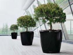 Преимущества приобретения кашпо Лечуза и варианты использования