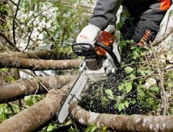 Способы расчистки участка от деревьев и правила, которых необходимо придерживаться