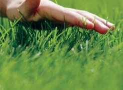 важность ухода за своим участком